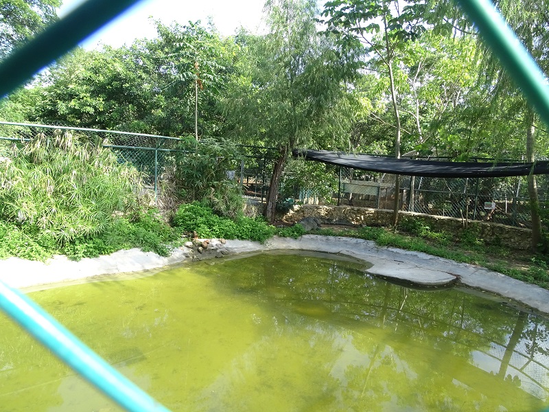 American crocodile enclosure