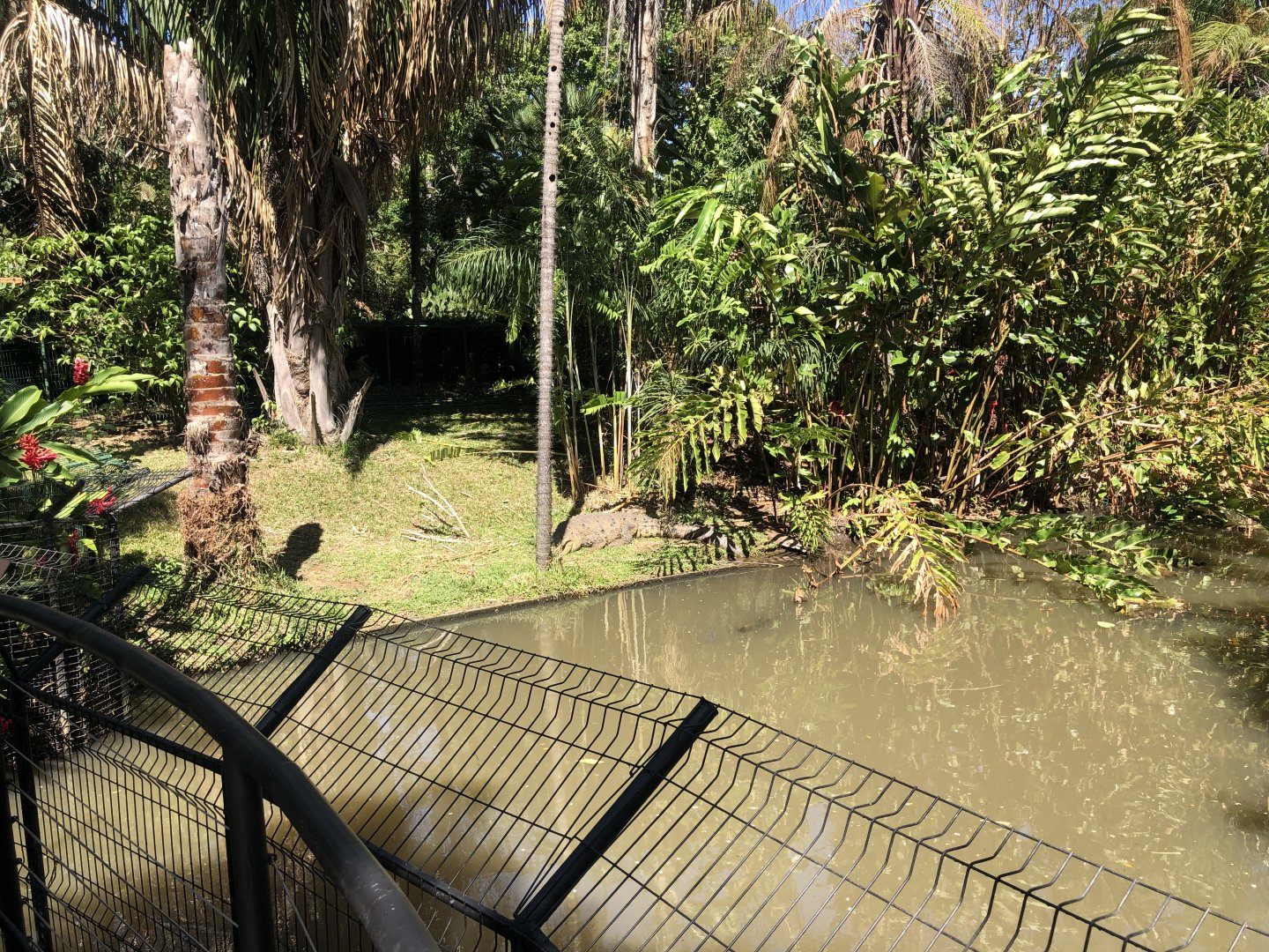 American Crocodile Enclosure