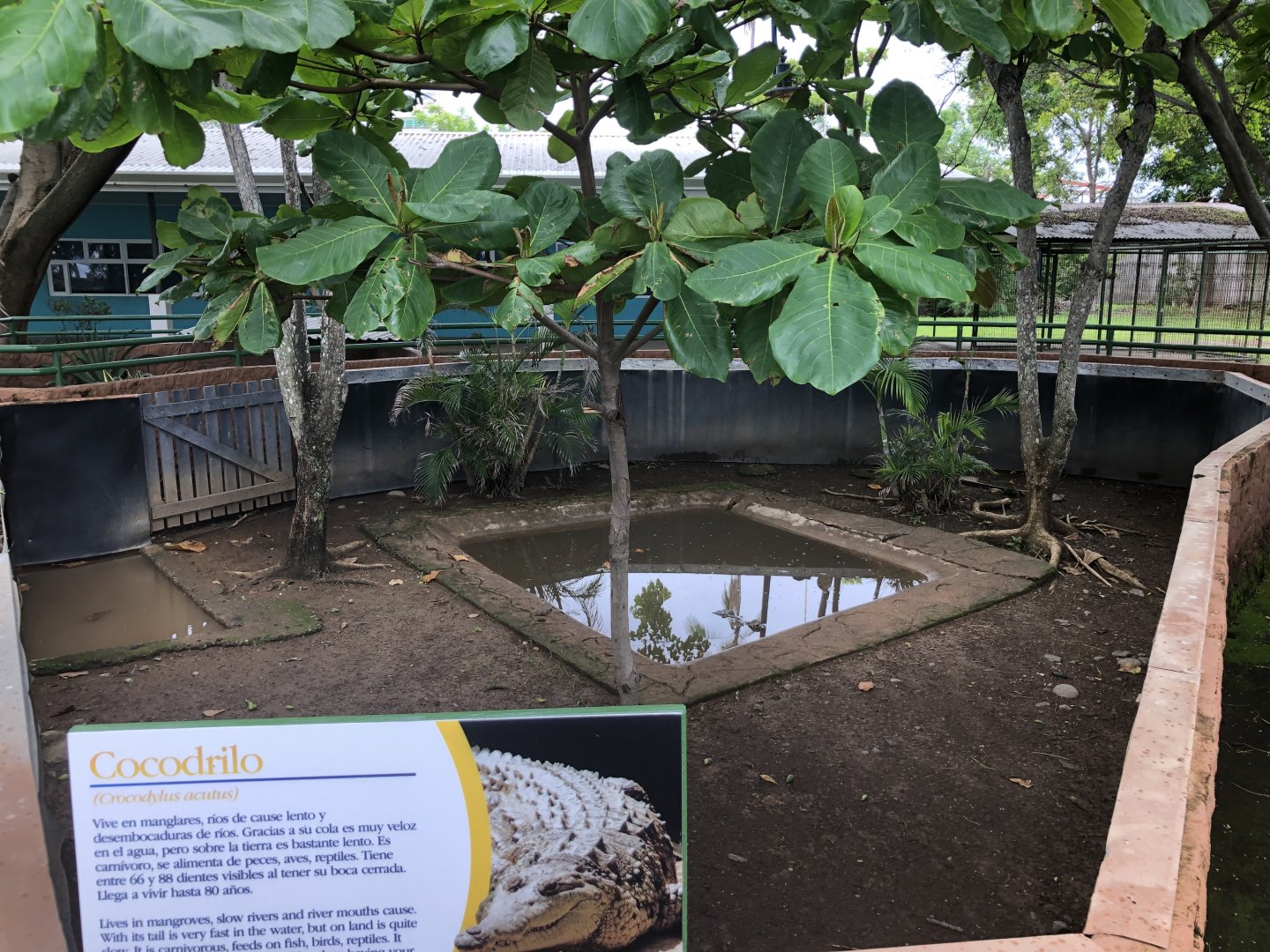 American crocodile exhibit (Parque Marino del Pacifico)