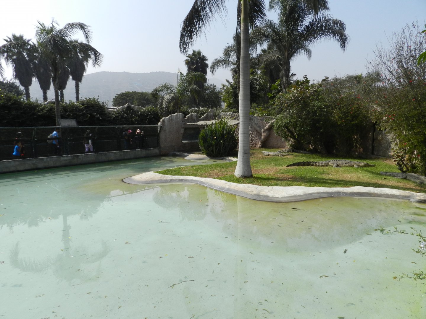 American crocodile exhibit - Parque Zoológico Huachipa