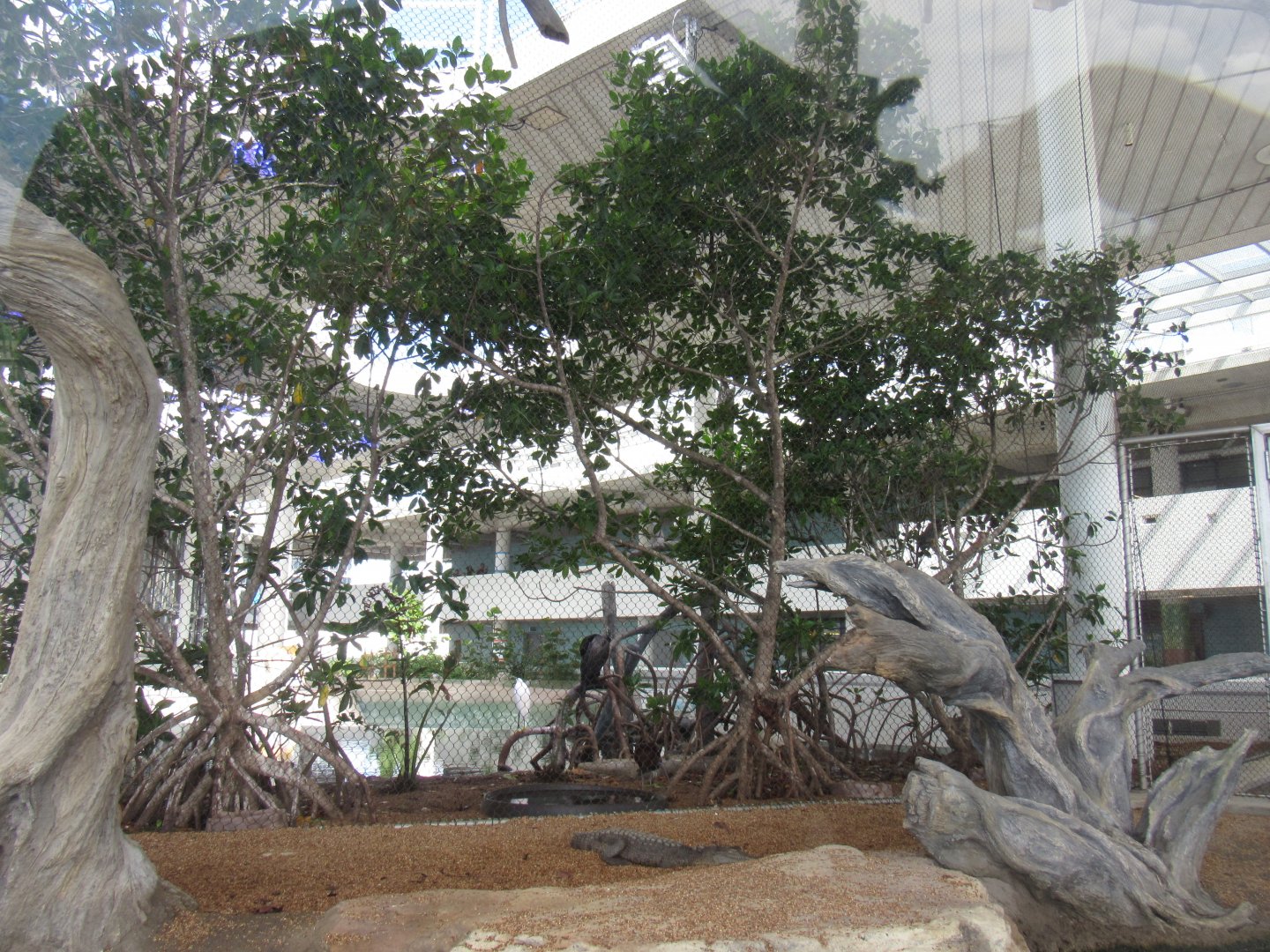 American Crocodile exhibit with aviary in background