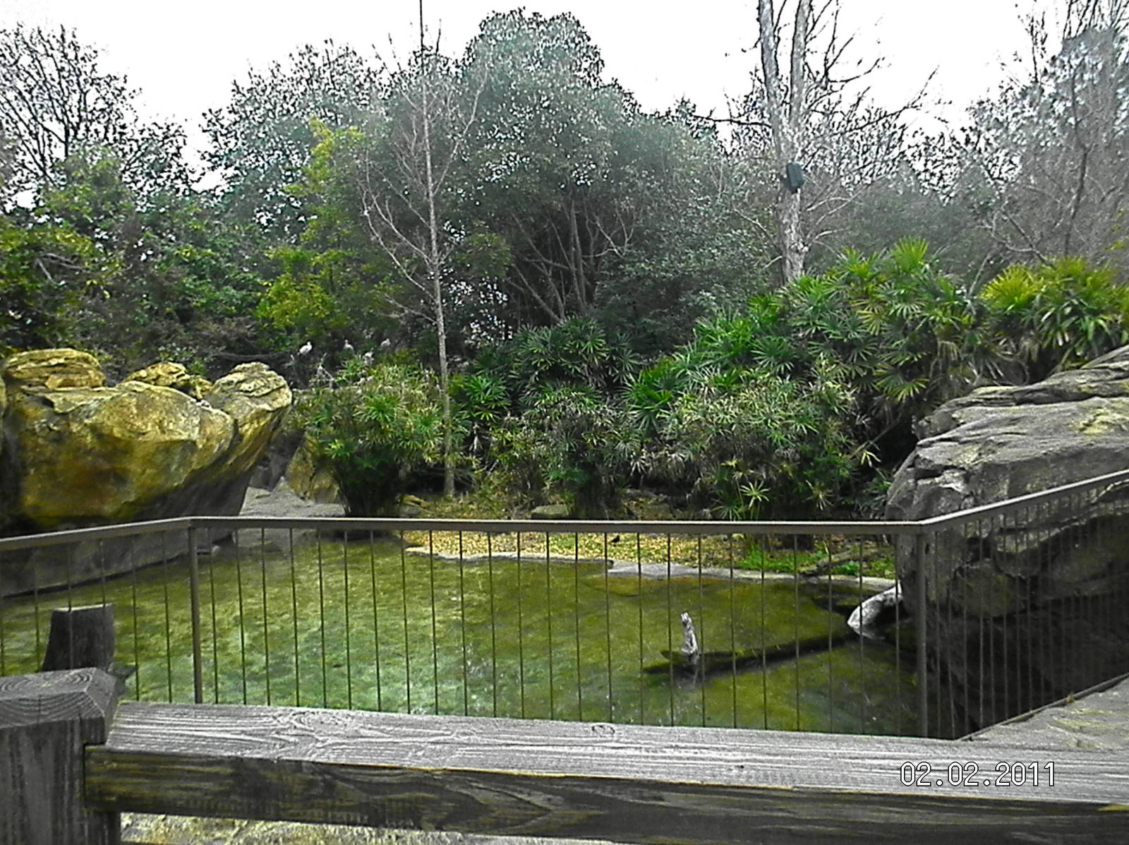 American Crocodile Exhibit