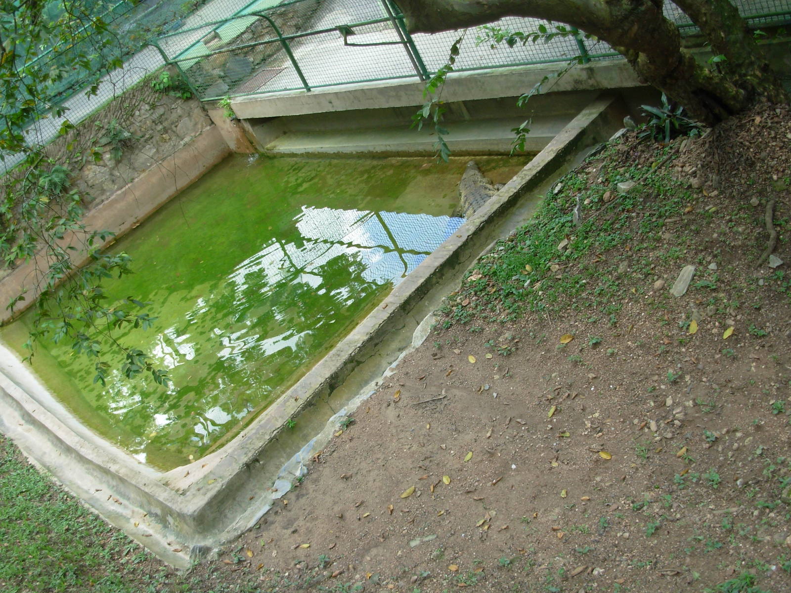 American Crocodile Exhibit