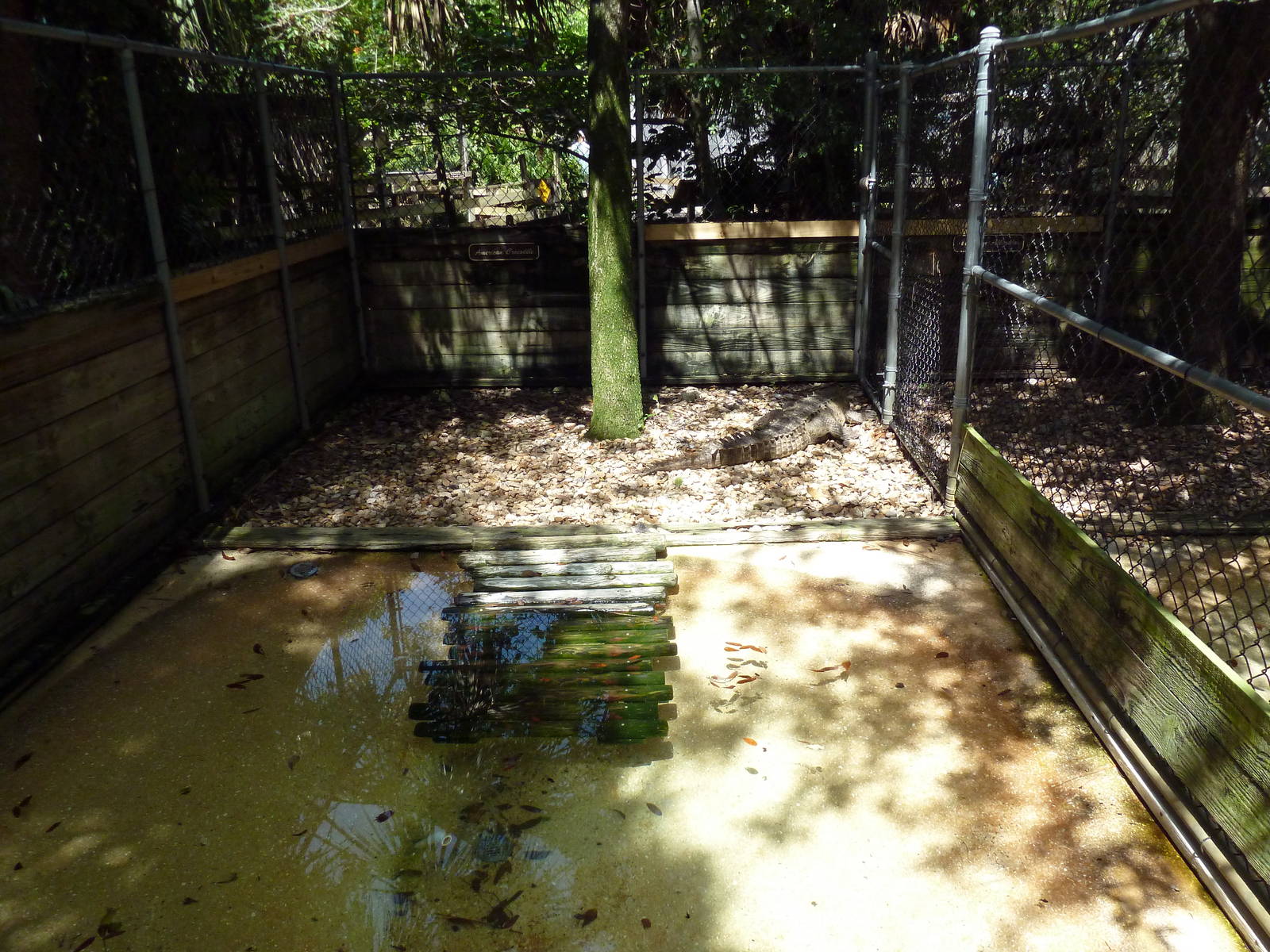 American Crocodile Exhibit