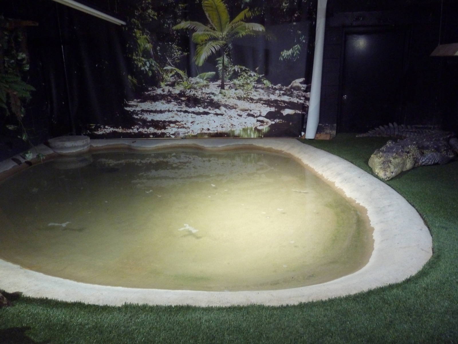 American Crocodile Exhibit
