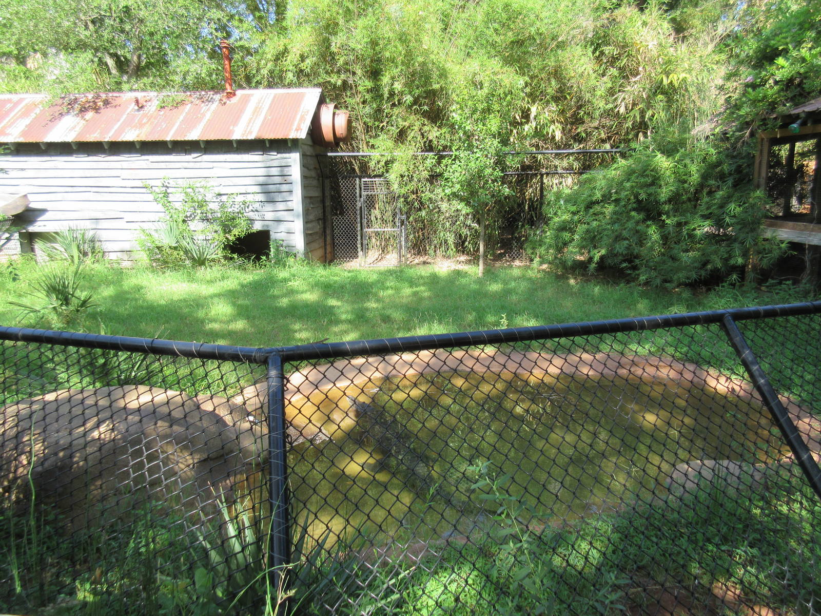 American Crocodile Exhibit