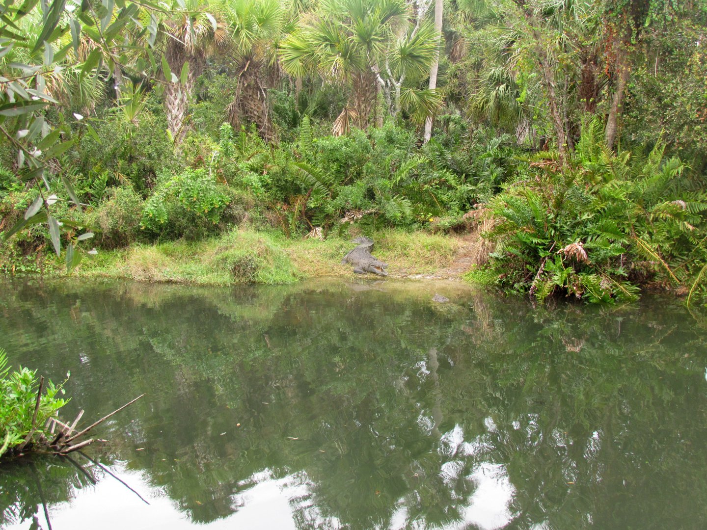American Crocodile Exhibit