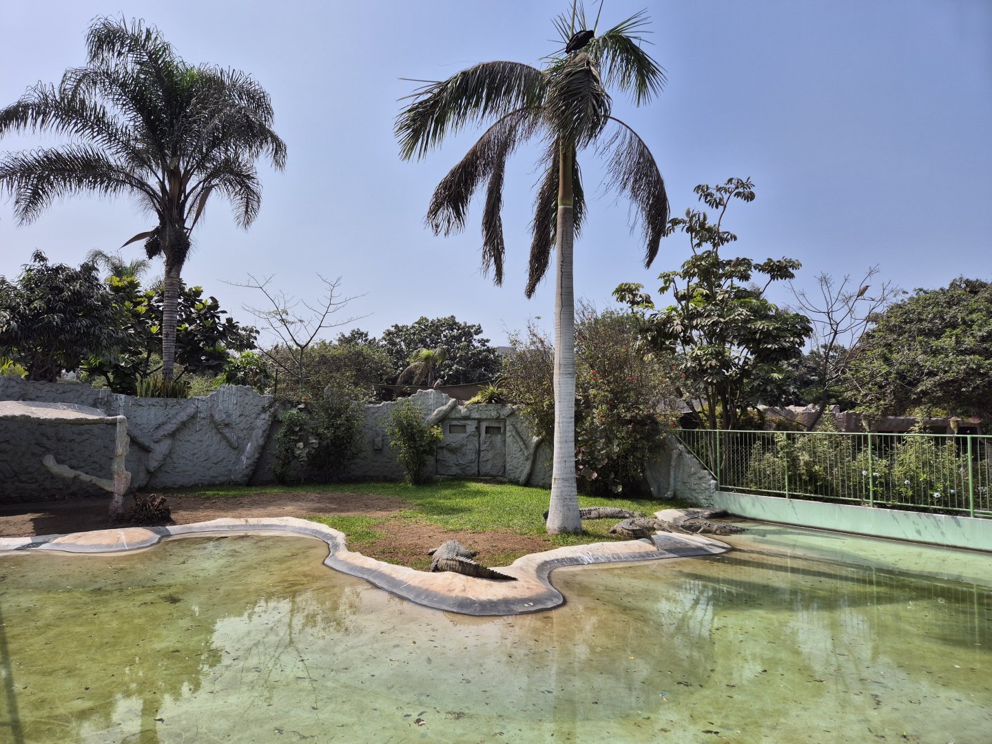 American Crocodile exhibit