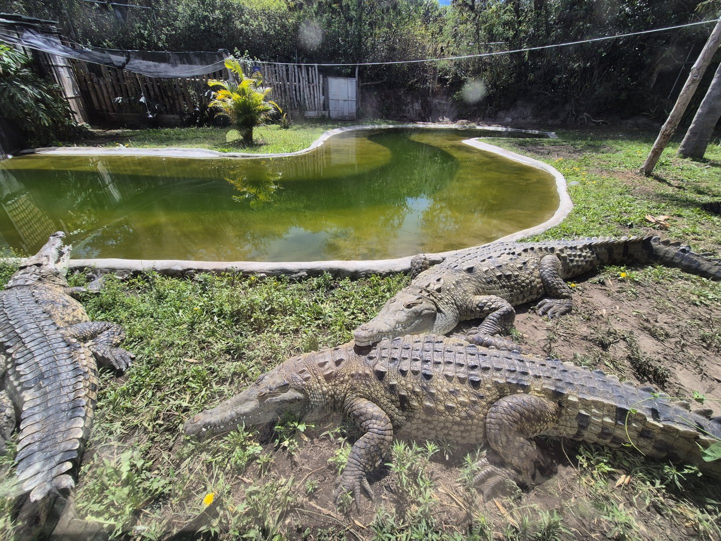 American crocodile exhibit