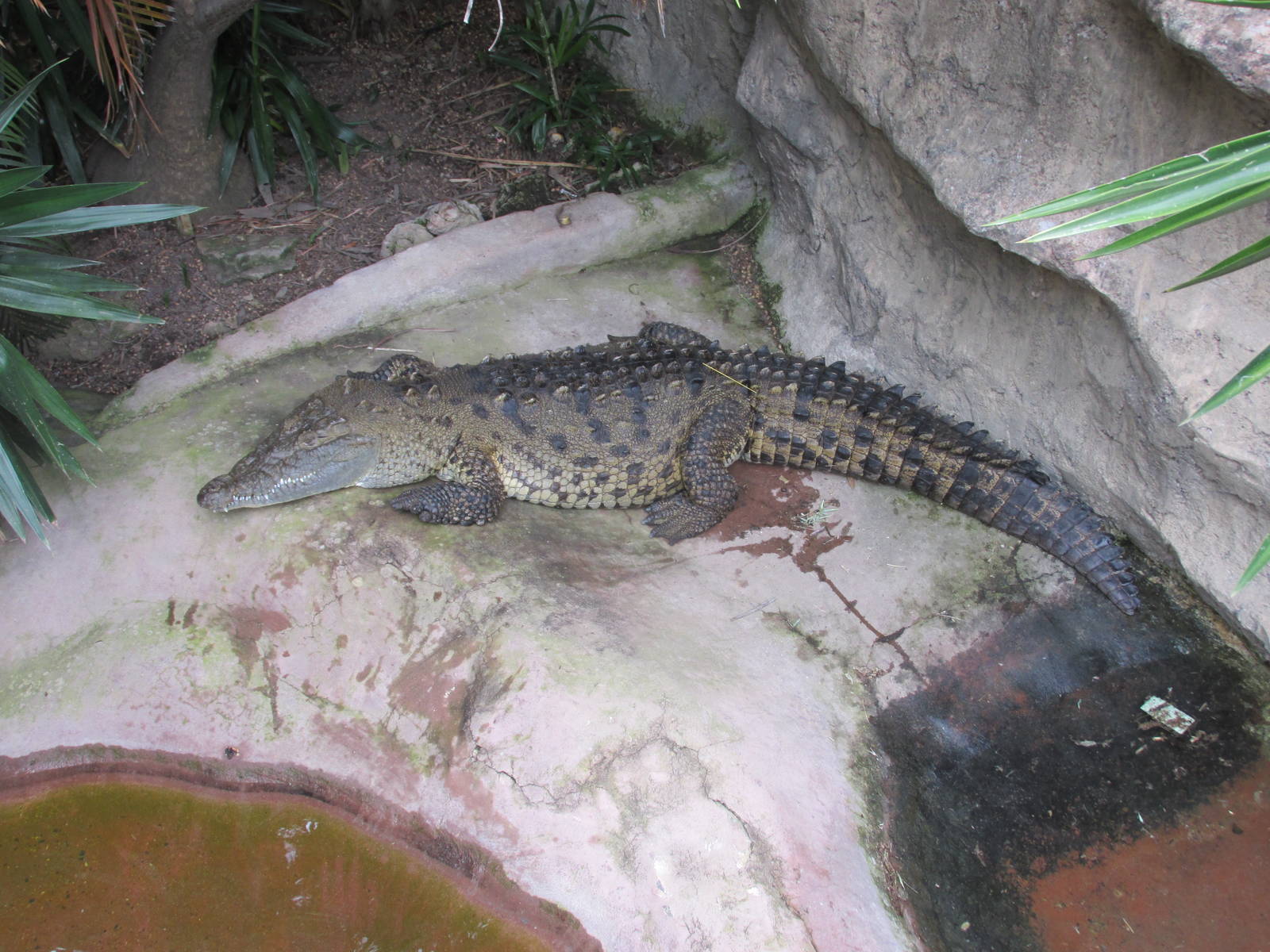american crocodile guadalajara zoo