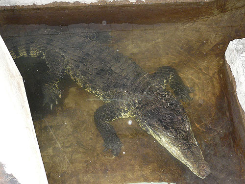 American Crocodile in Kishinev Zoo