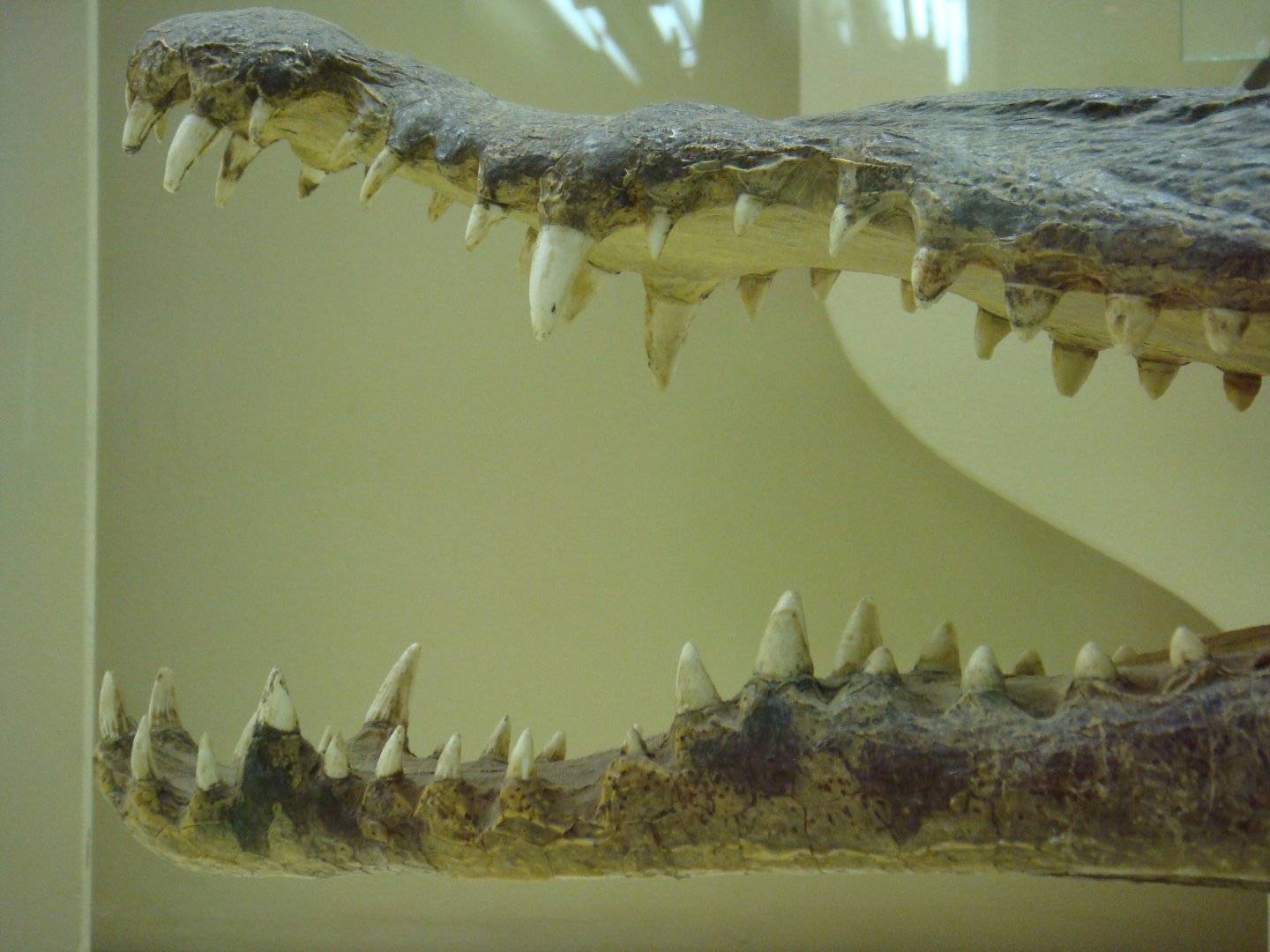 American crocodile jaws