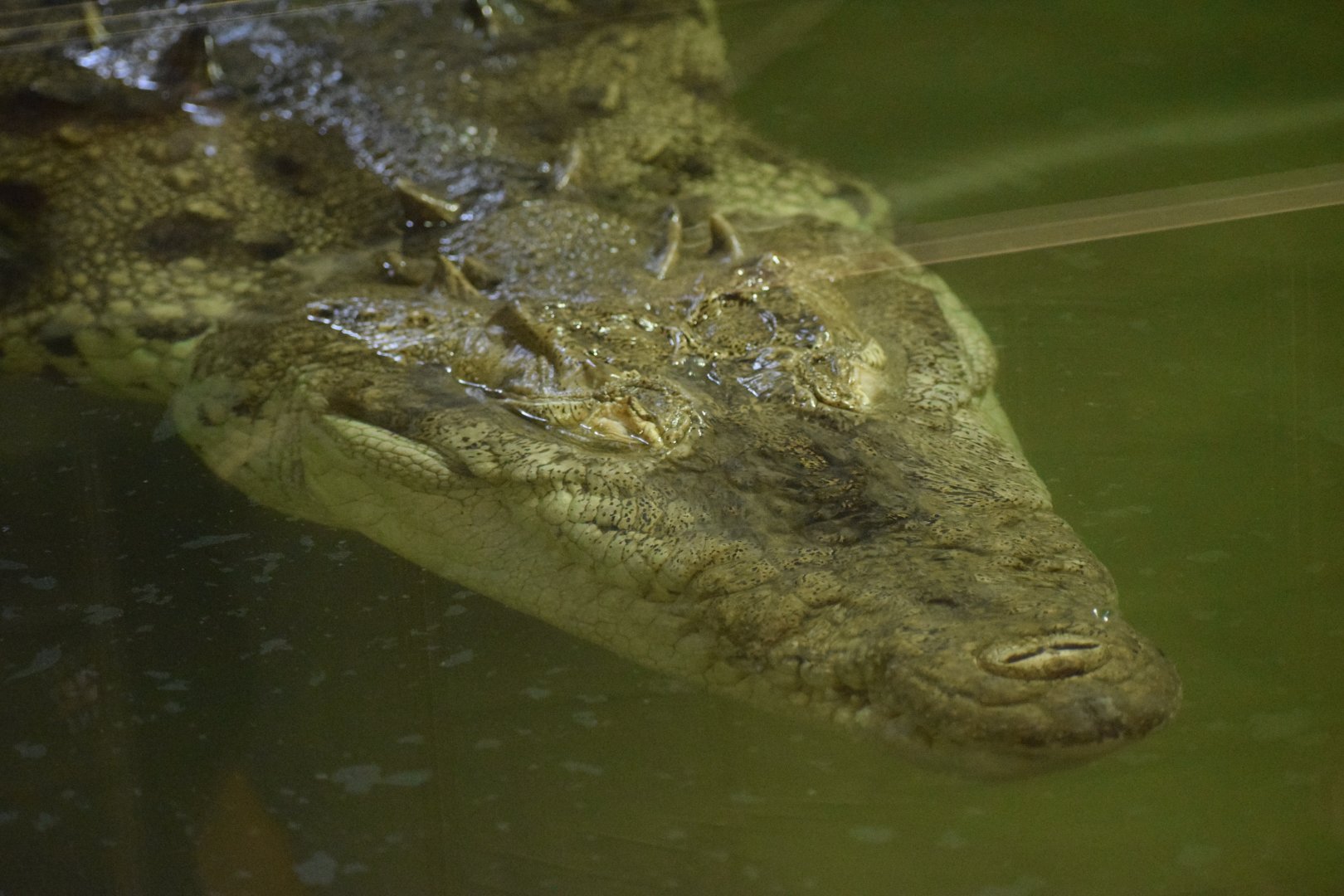 American crocodile - July 2021