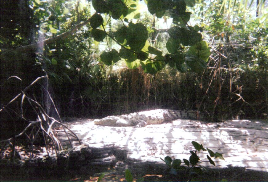 American Crocodile ~ Manatee Springs