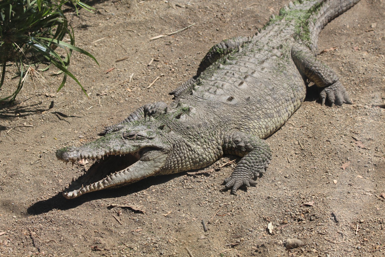 American Crocodile - Mar 2019