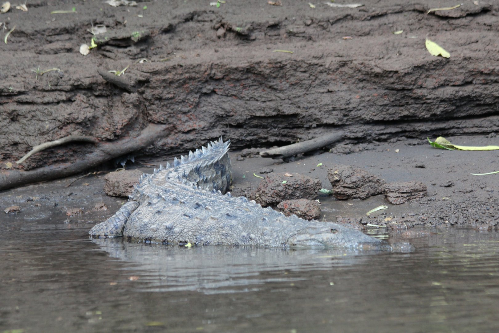 American Crocodile - Mar 2019