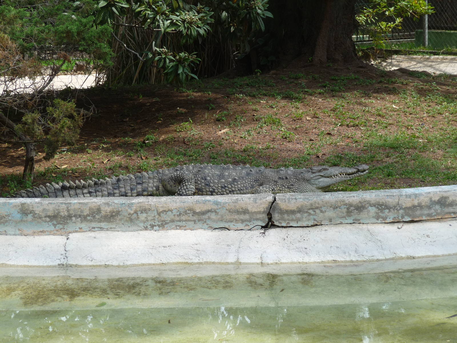 american crocodile morelia zoo