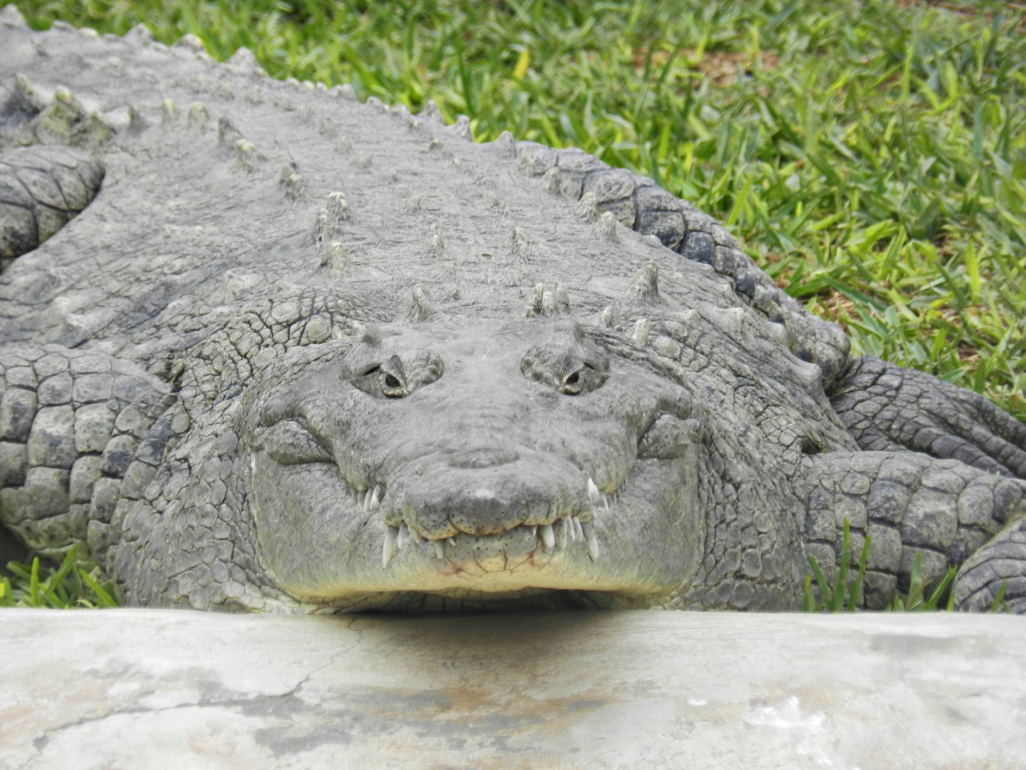American crocodile - Parque Zoológico Huachipa