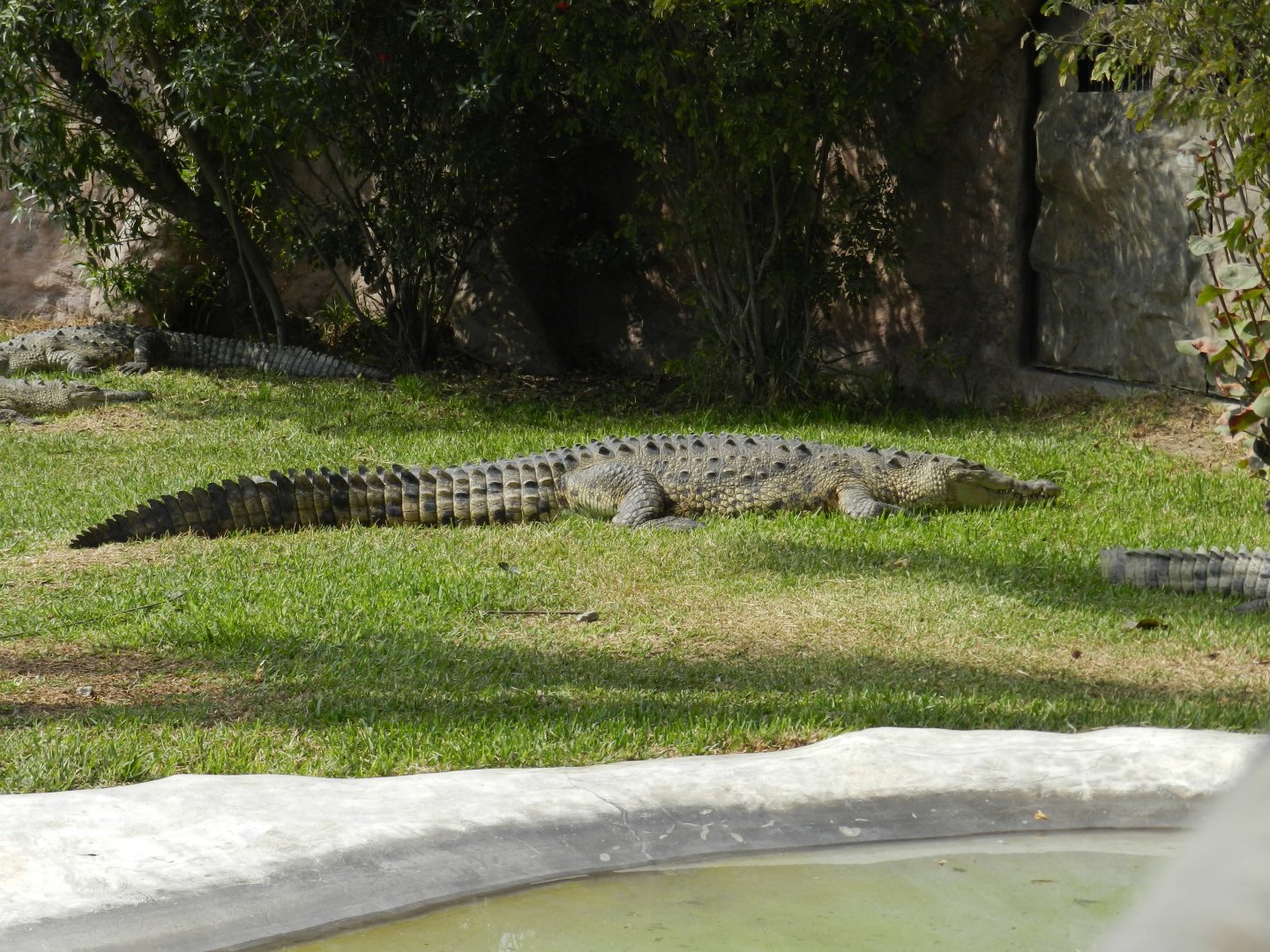 American crocodile - Parque Zoológico Huachipa