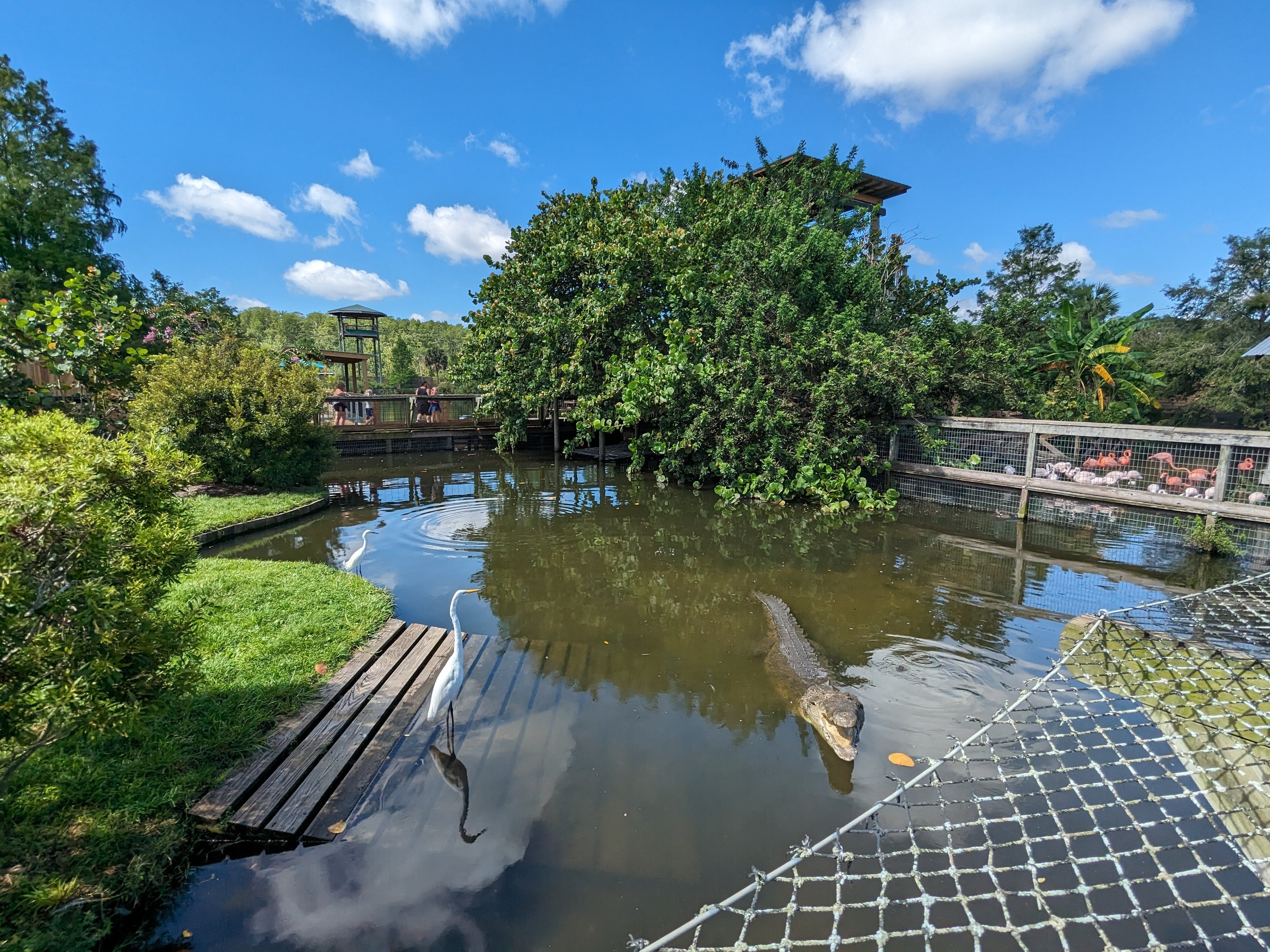 American Crocodile pond