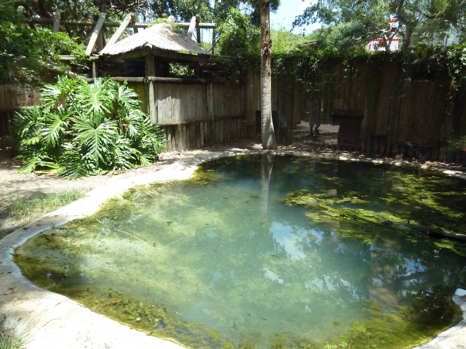 American Crocodile/Red-Footed Tortoise Exhibit