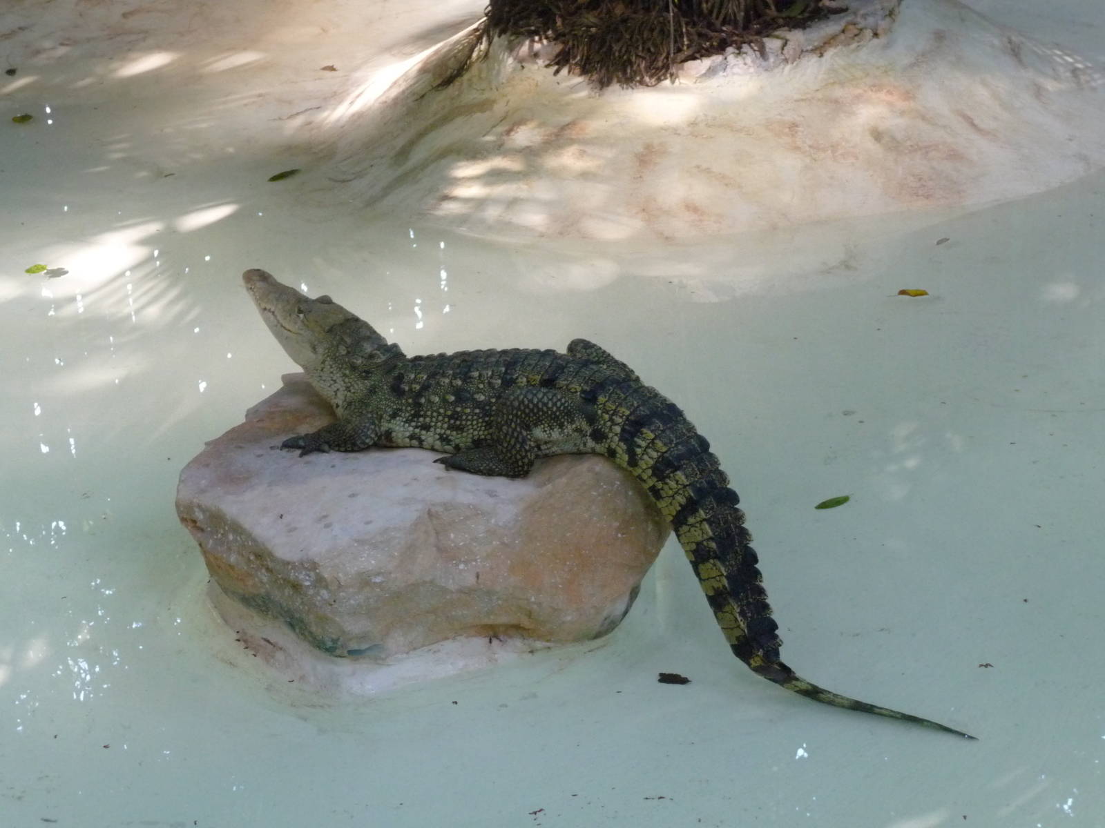 american crocodile xcaret park