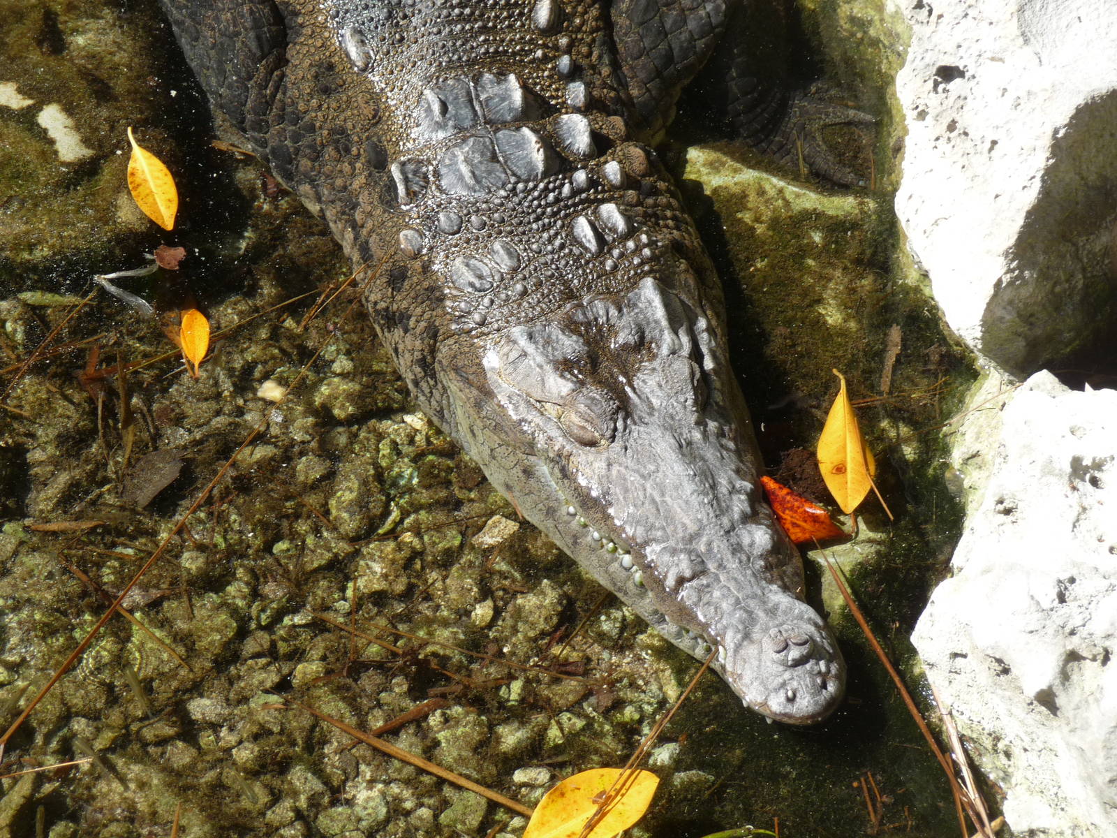 american crocodile xcaret park