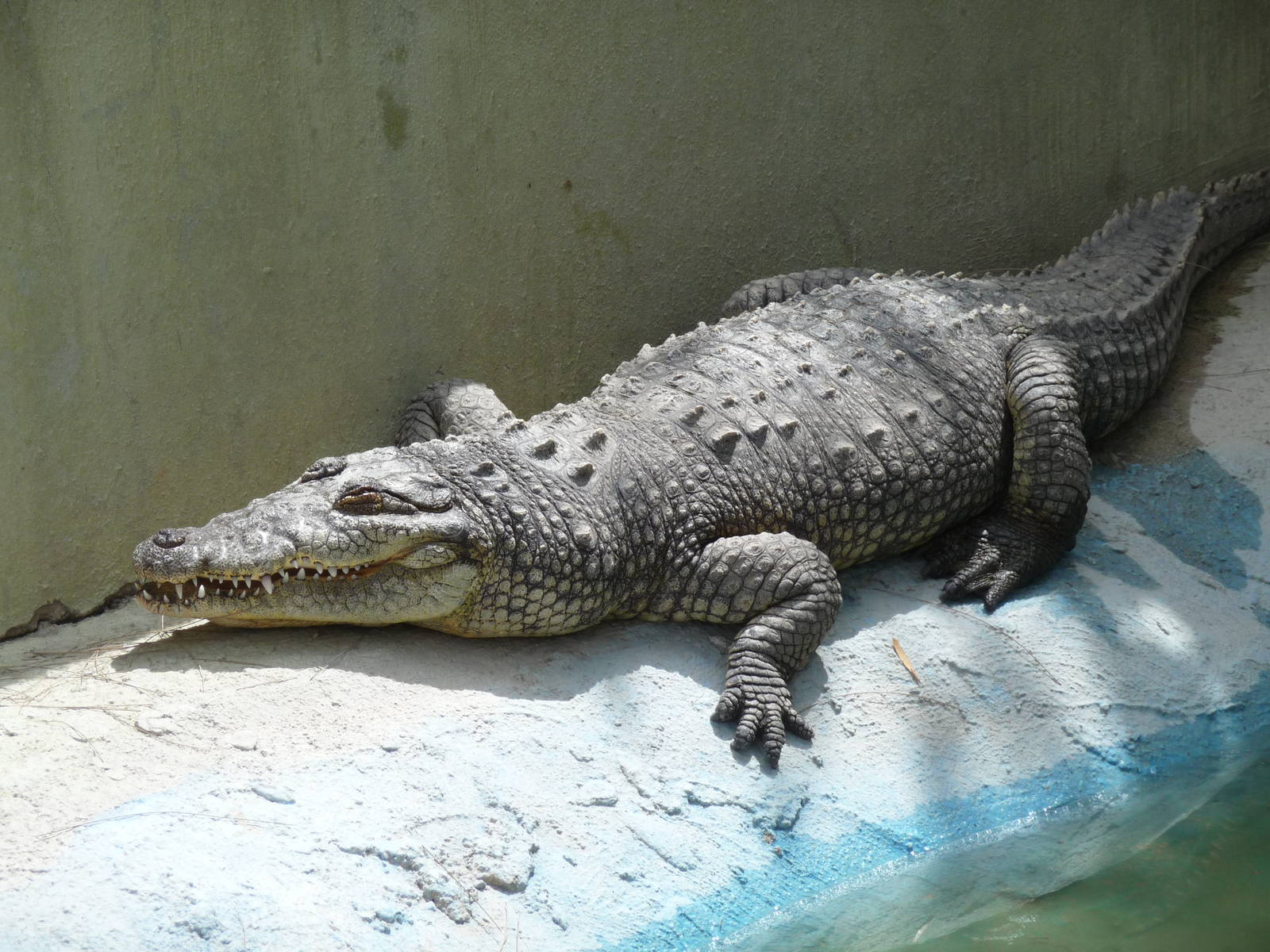 american crocodile zoologico de irapuato