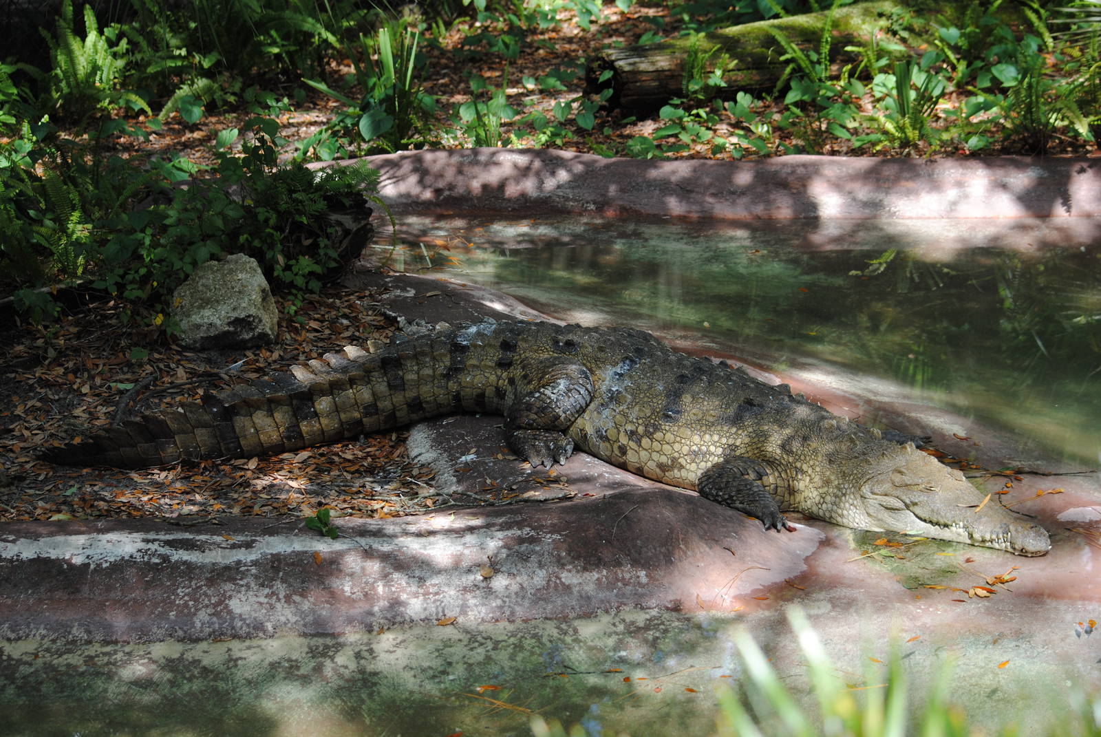 American Crocodile