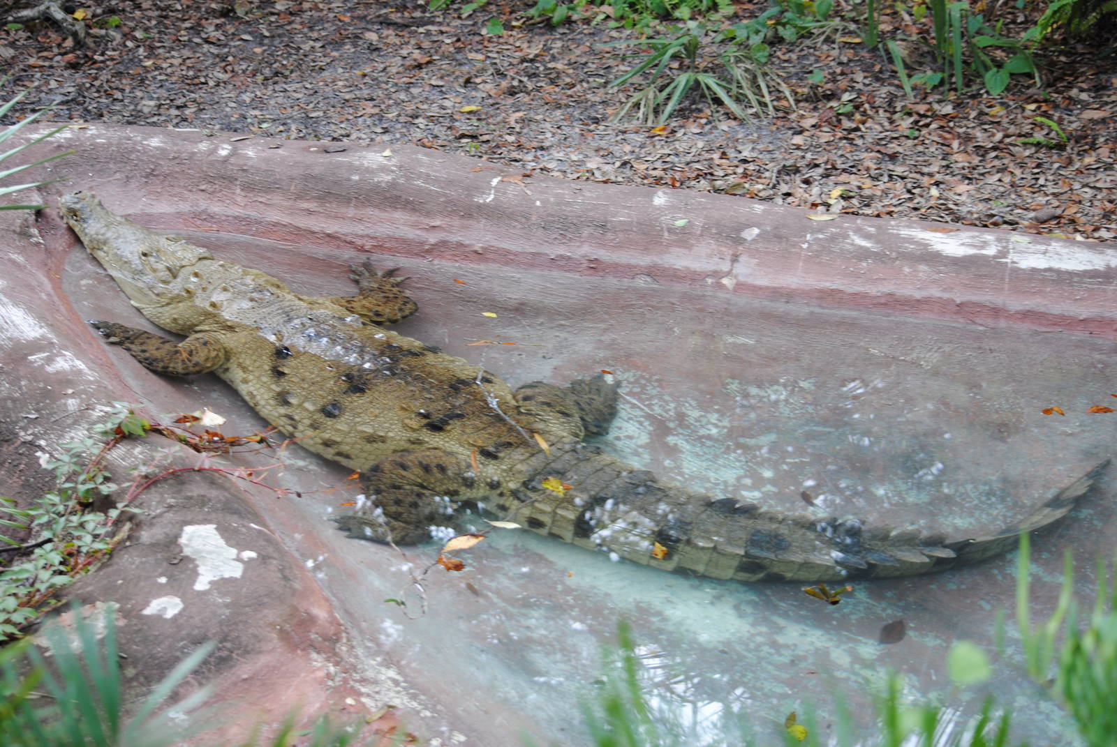 American Crocodile