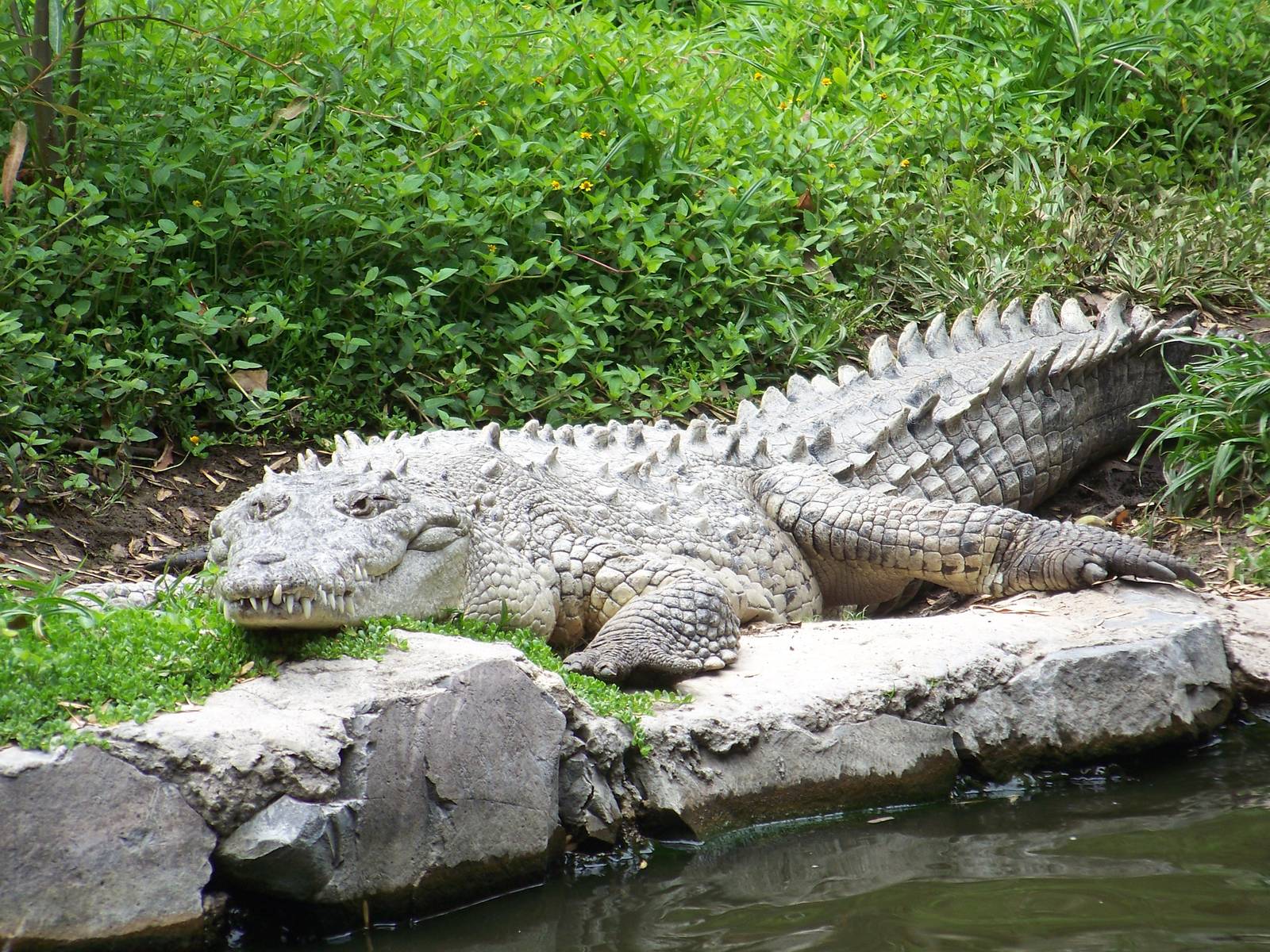 American Crocodile