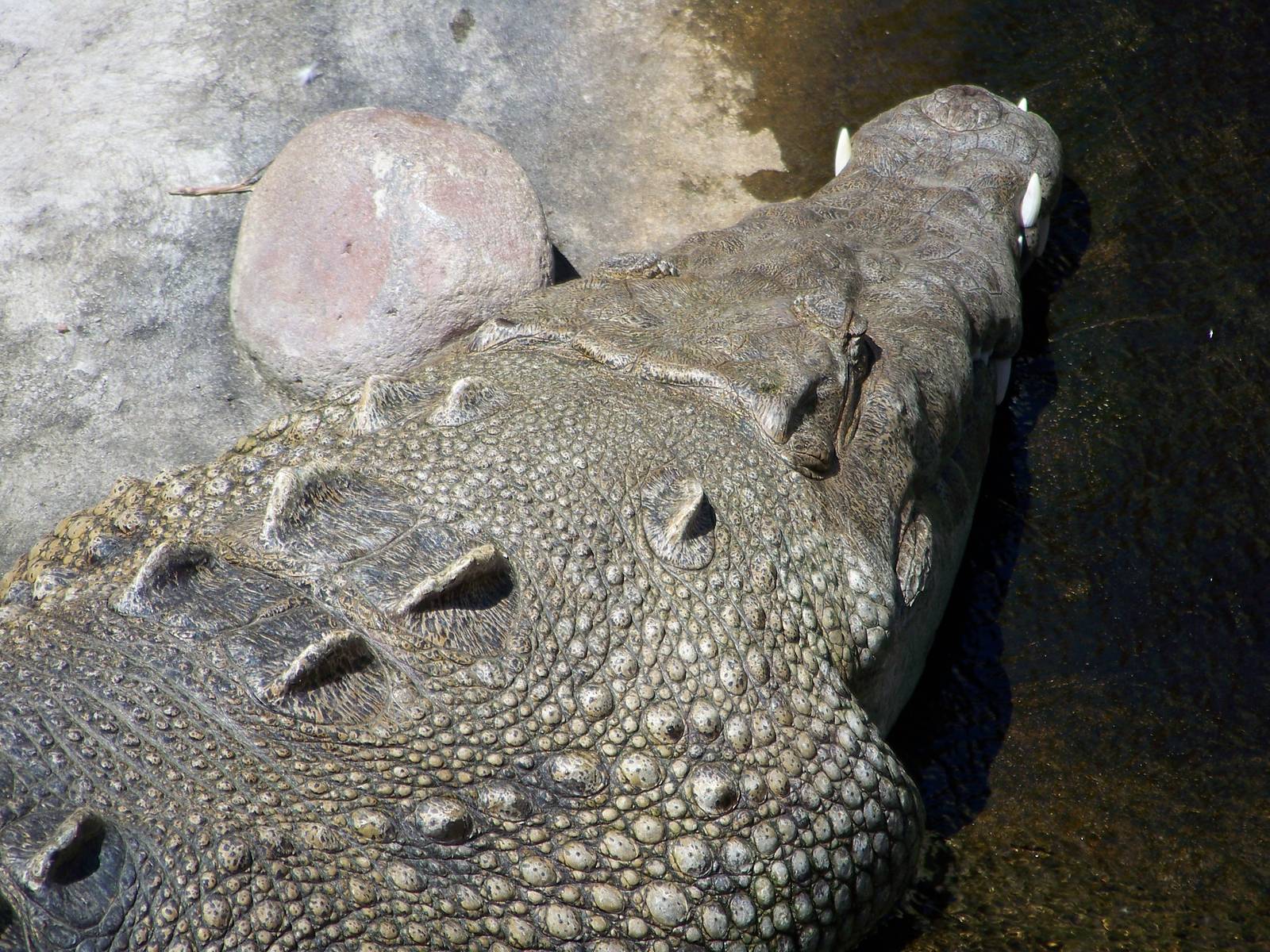 American Crocodile