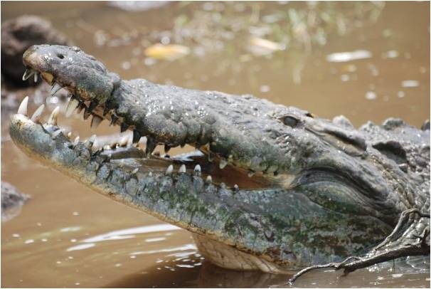 American crocodile