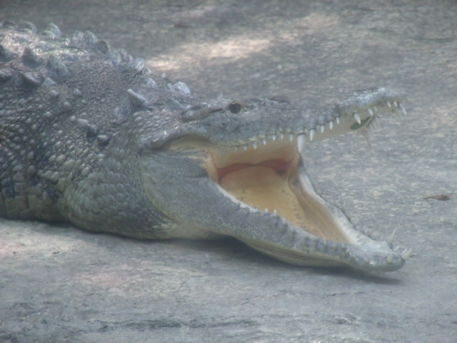 American Crocodile