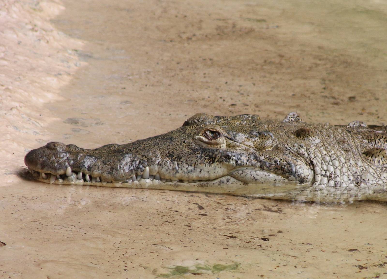 American crocodile