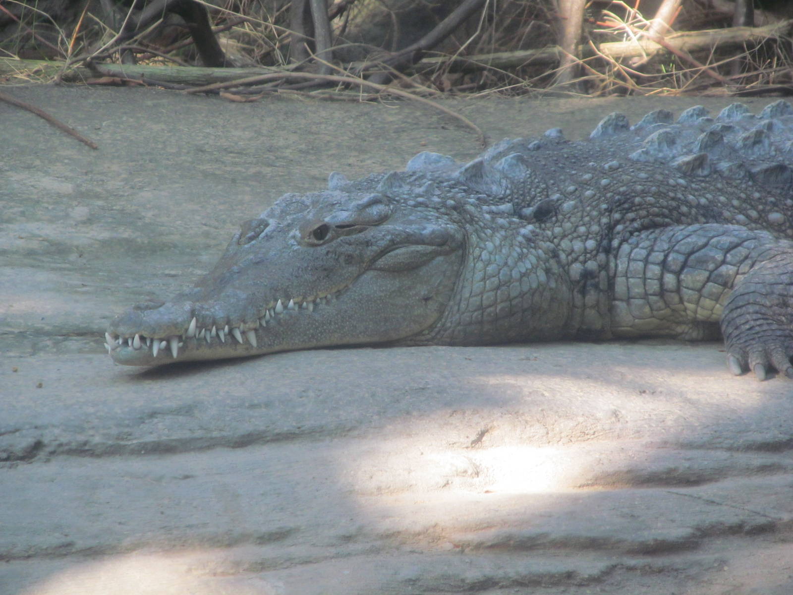 American Crocodile