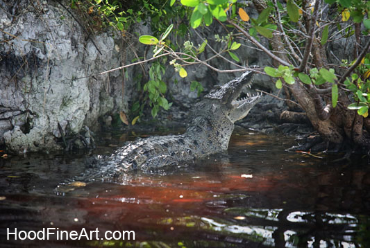 american crocodile