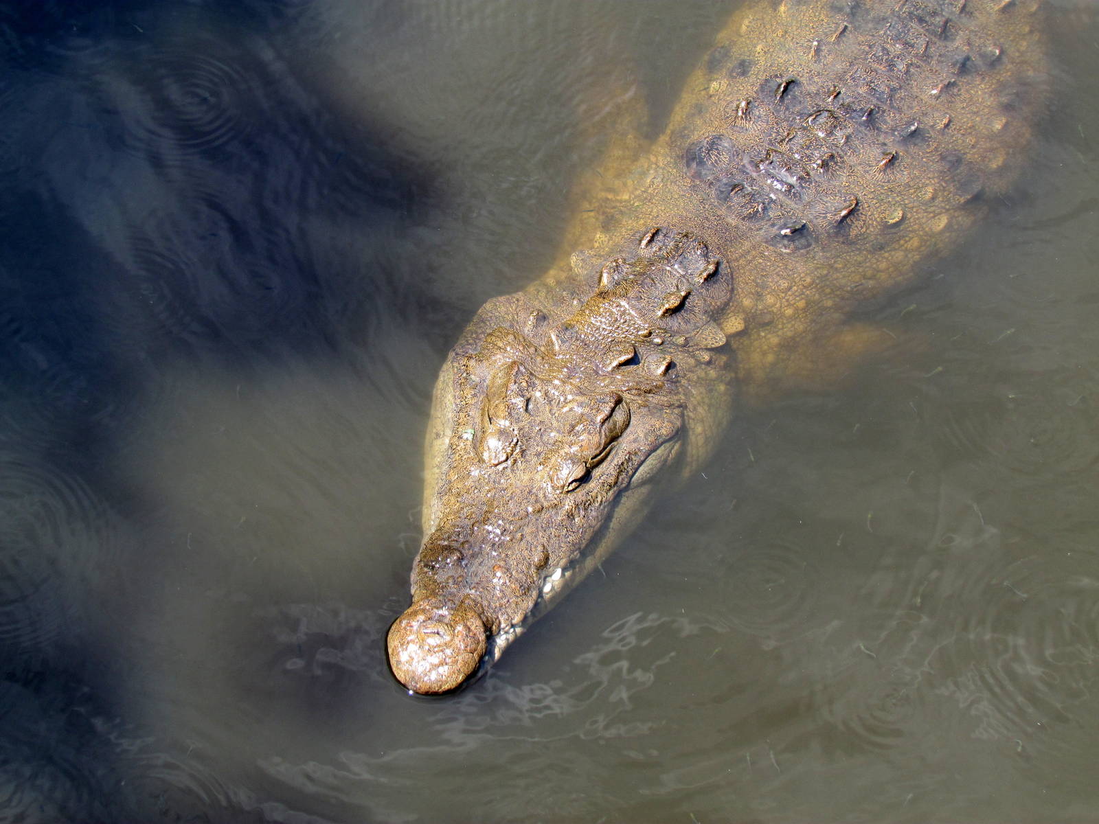 American Crocodile