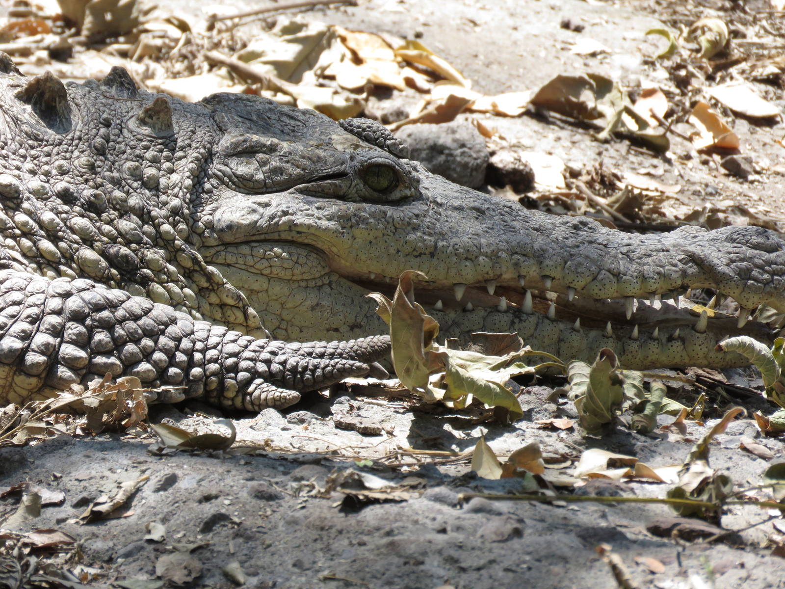 American crocodile