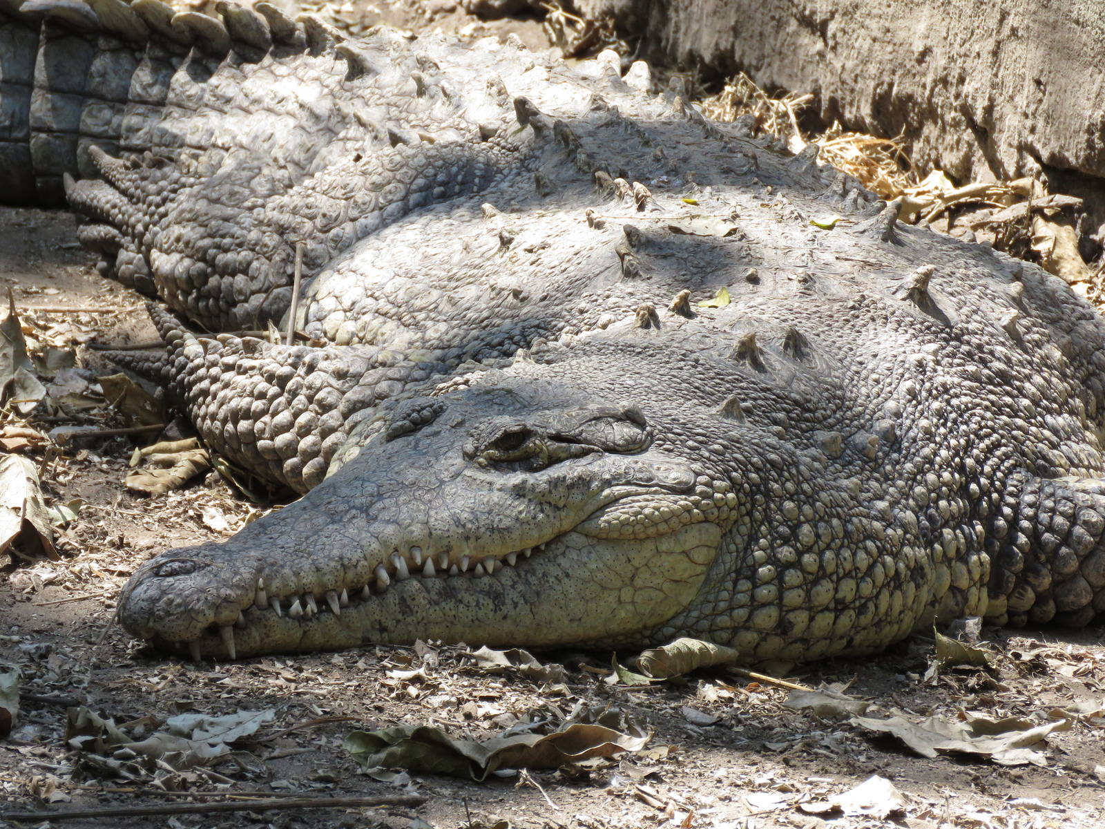 American crocodile