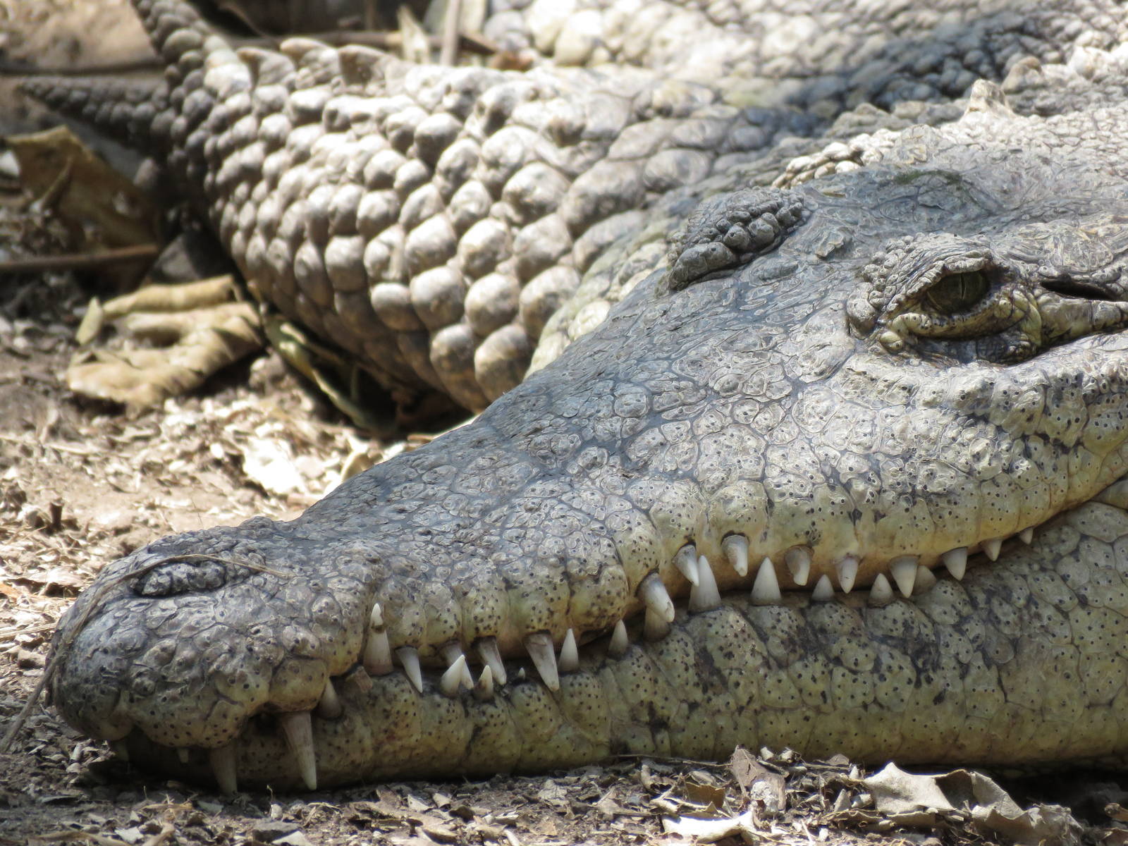 American crocodile
