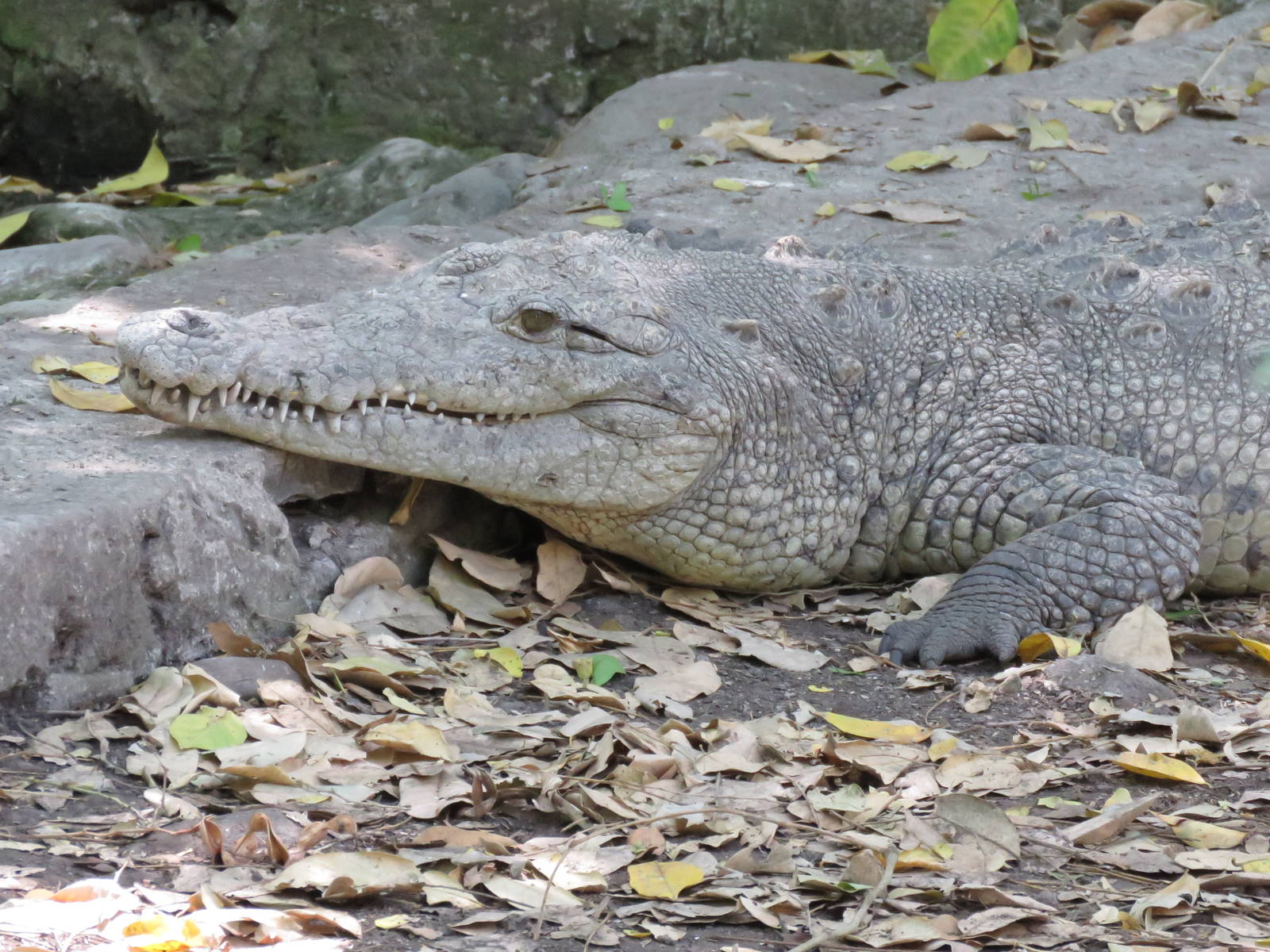 American crocodile