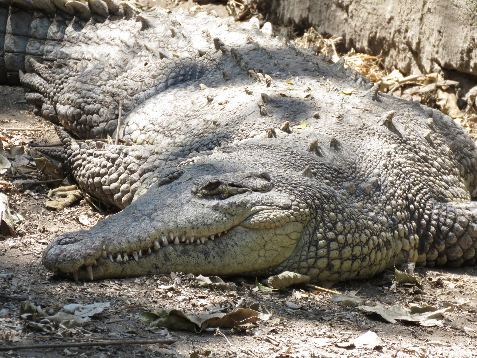 American crocodile