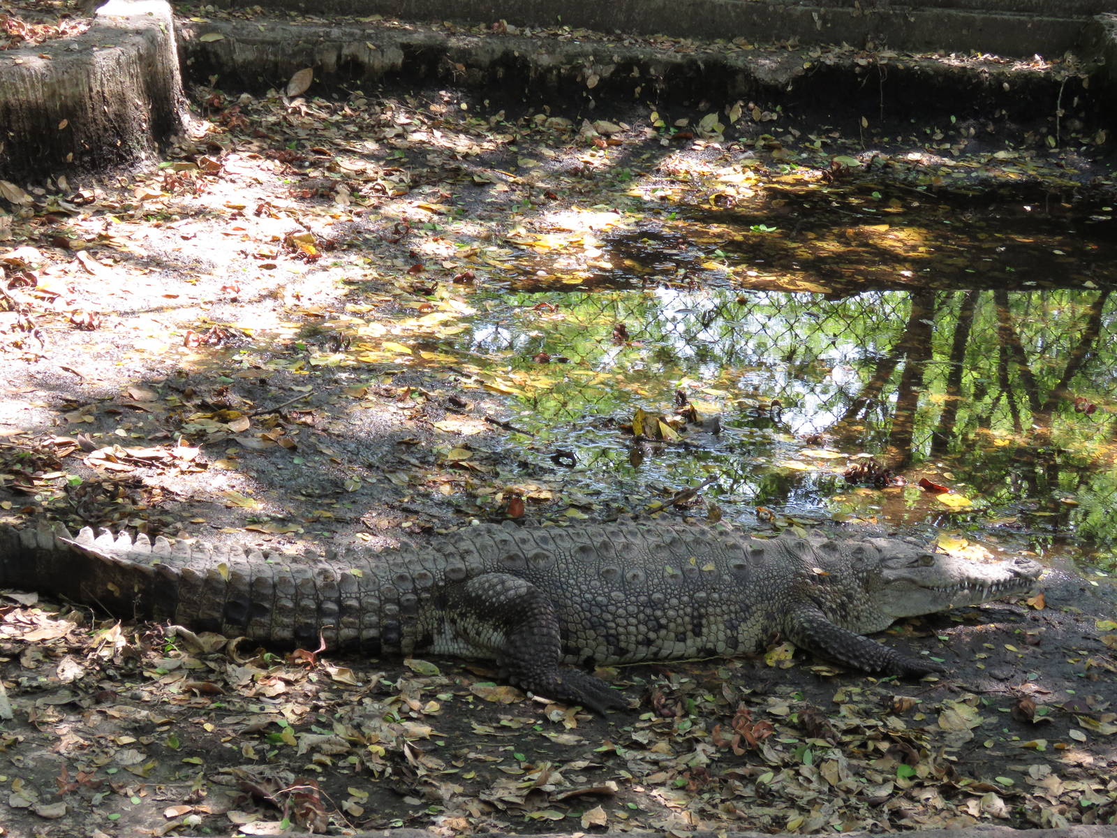 American crocodile