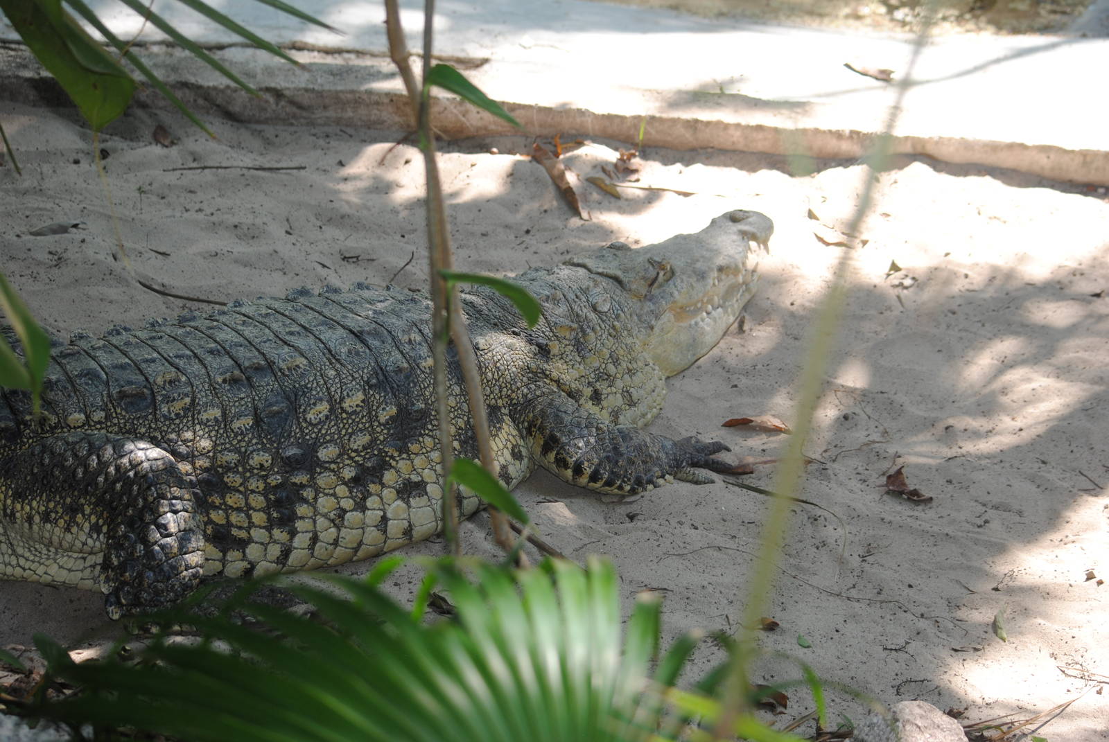 American Crocodile