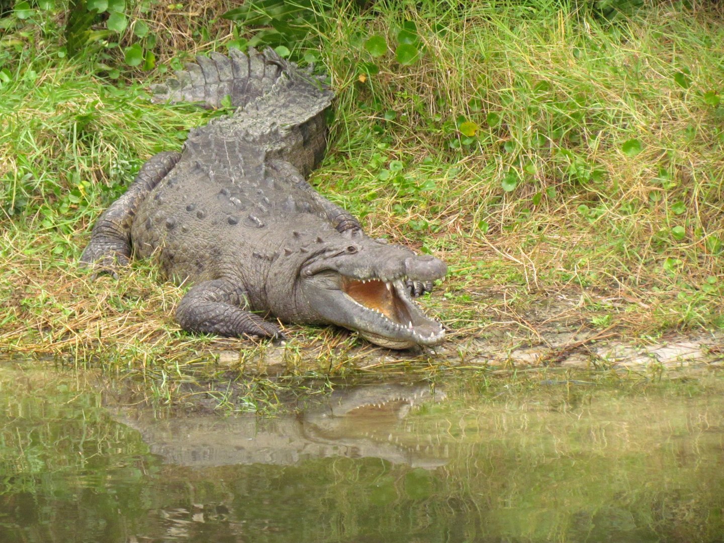 American Crocodile