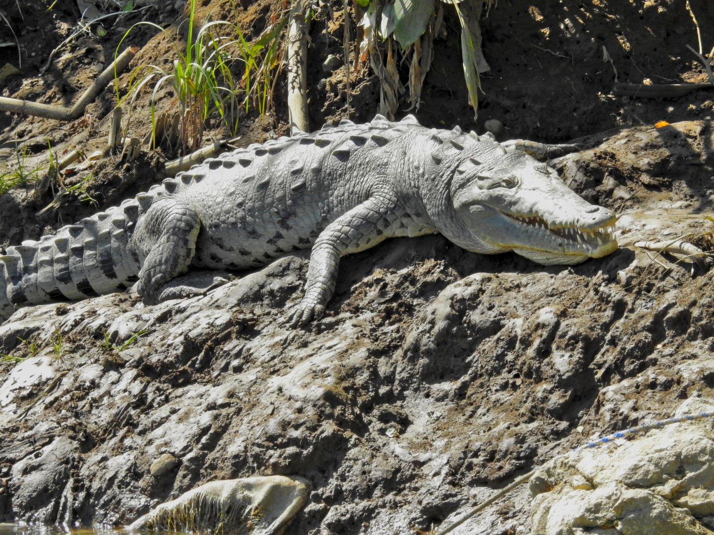 American Crocodile