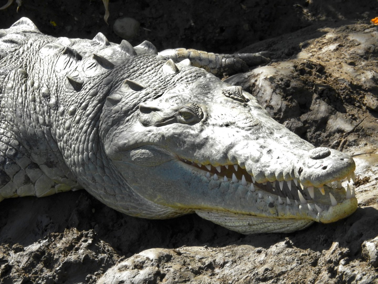 American Crocodile