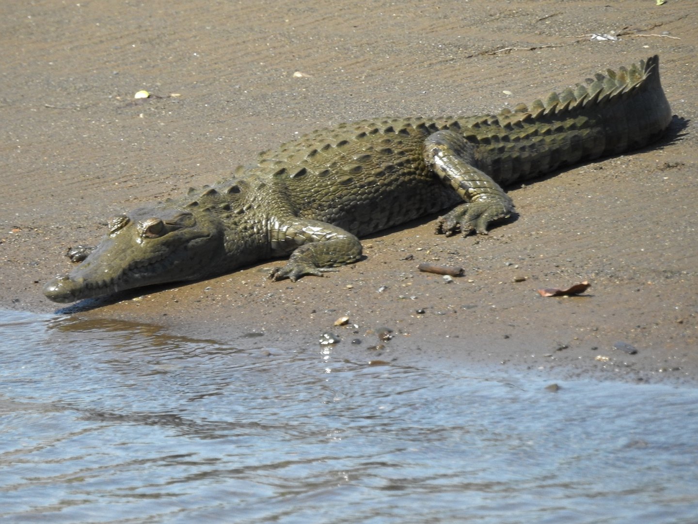 American Crocodile
