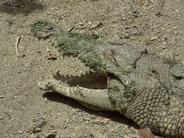 American crocodile
